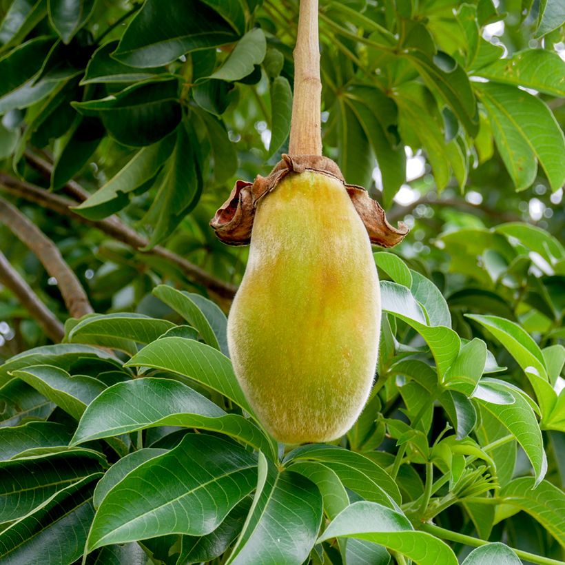 Adansonia digitata em sementes (Colheita)