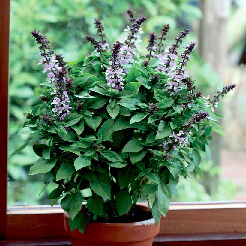 Manjericão Floral Spires (Hábito)