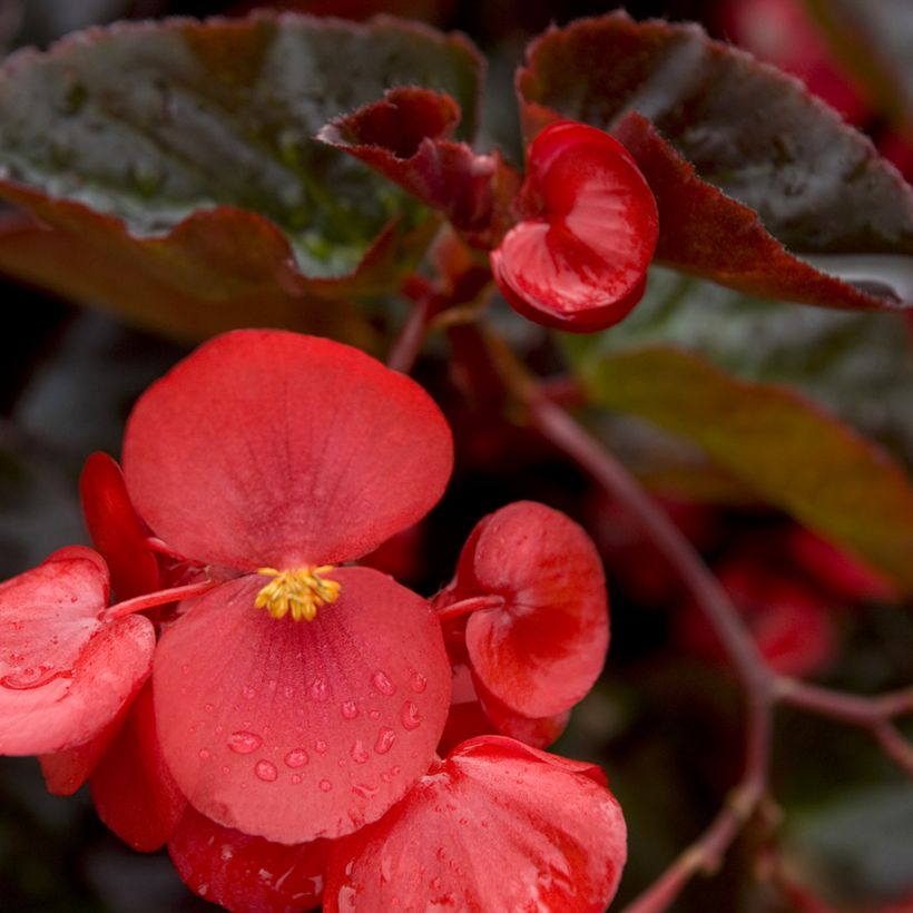 Begonia × benariensis Big Red Bronze Leaf em sementes (Floração)