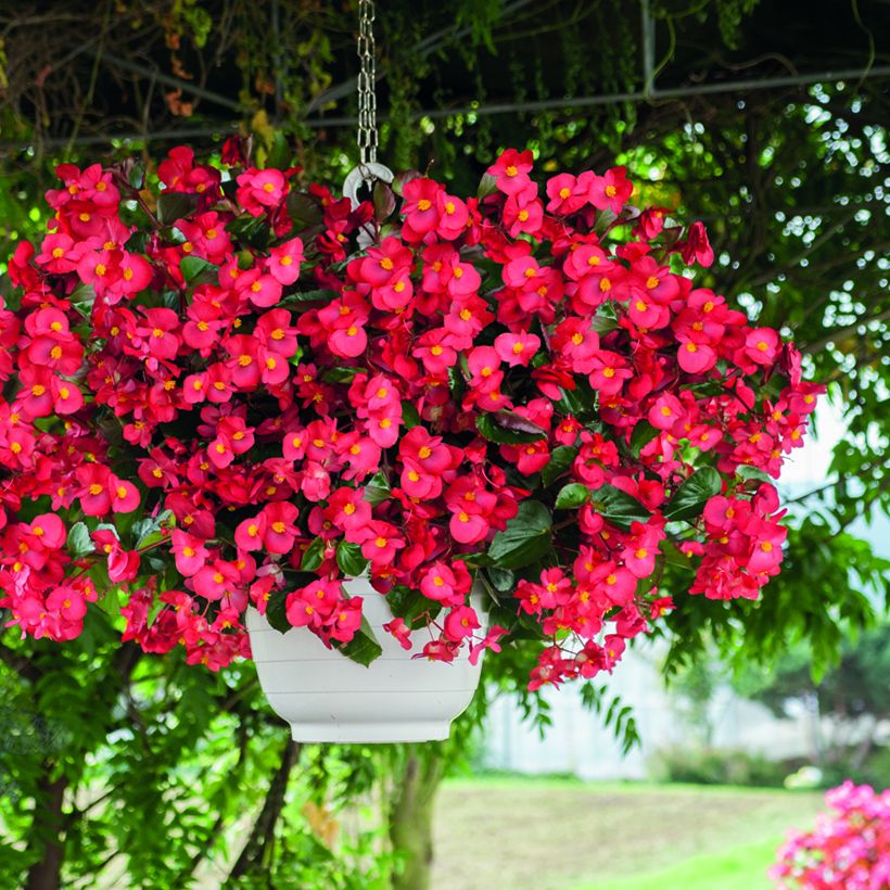 Begonia × benariensis Big Red Bronze Leaf em sementes (Hábito)