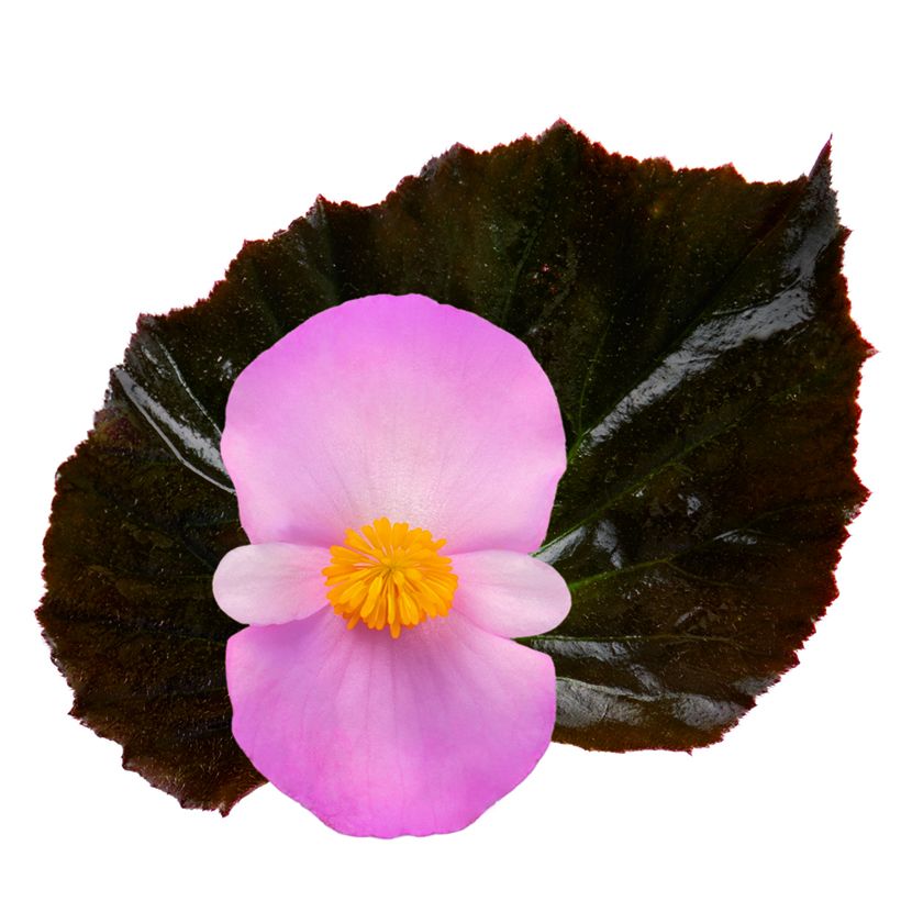 Begónia Stonehedge Light Pink Bronze Leaf em sementes (Floração)