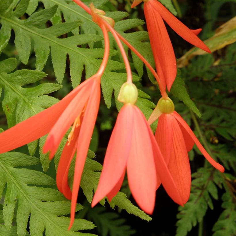 Begonia boliviensis em sementes (Floração)
