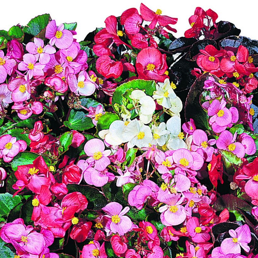 Begónia sempre-flor Organdy F1 Mix em sementes (Floração)
