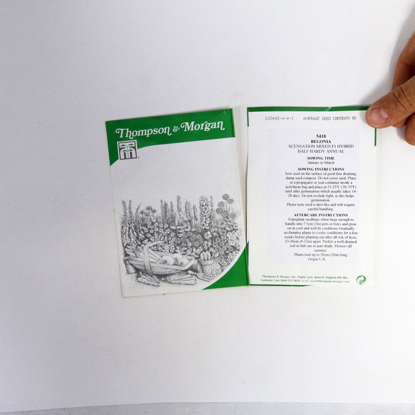 Exemplo de amostra de Graines de Bégonia tubéreux Scentsation Mixed F1 - Begonia x tuberhybrida per pack of 50 seeds tal como entregue