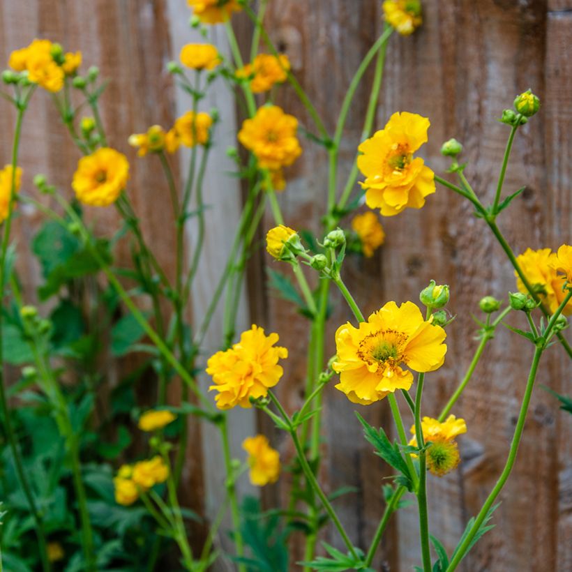 Geum chiloense Lady Stratheden em sementes (Floração)