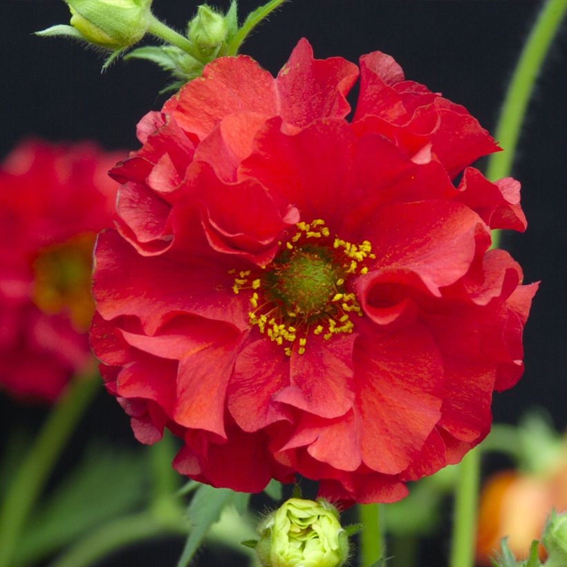 Geum chiloense Red Dragon em sementes (Floração)