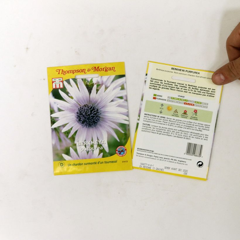 Exemplo de amostra de Berkheya purpurea em sementes o saco de 15 sementes aproximadamente tal como entregue