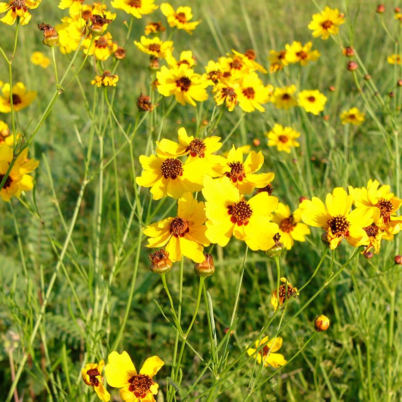 Berlandiera lyrata em sementes (Hábito)