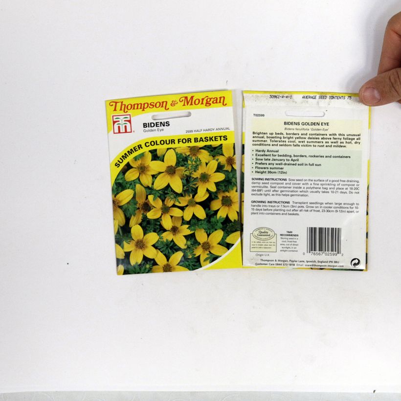 Exemplo de amostra de Graines de Bidens ferulifolia Golden Eye  per pack of 150 seeds (0,5g) tal como entregue