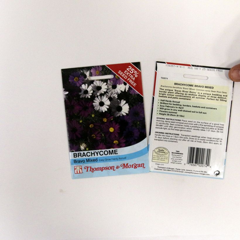 Exemplo de amostra de Graines de Brachycome Bravo - Brachyscome iberidifolia per pack of 175 seeds tal como entregue