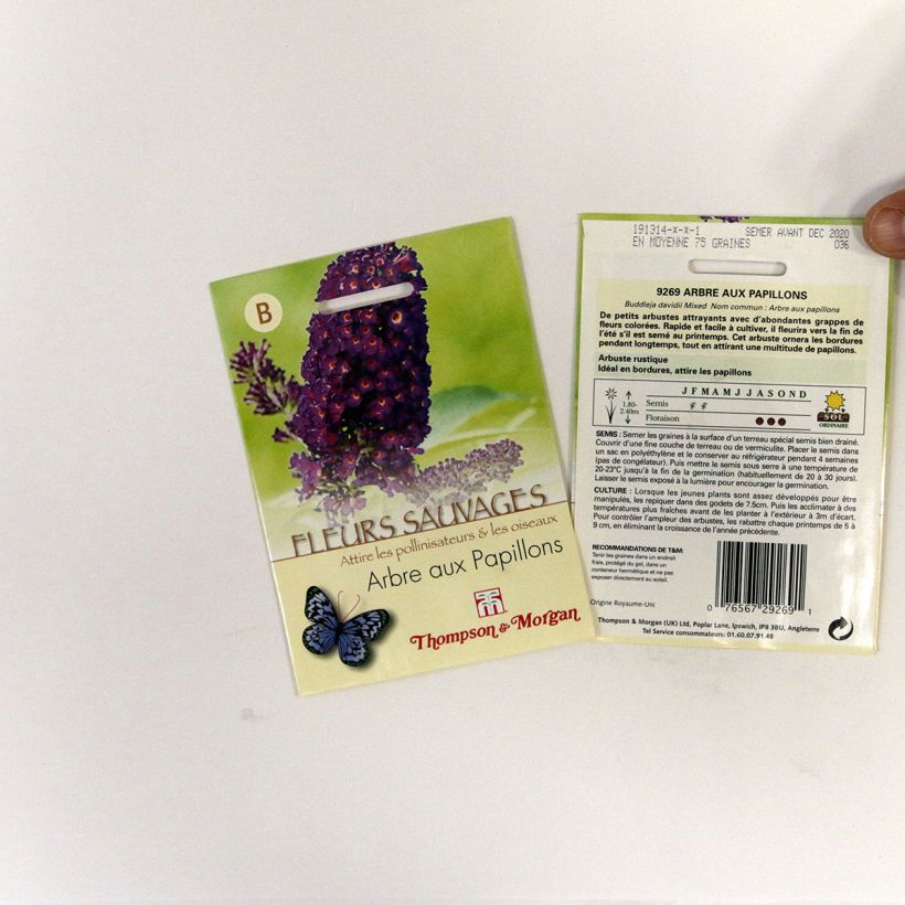 Exemplo de amostra de Graines de Buddleia davidii  en mélange - Arbre aux papillons die Tüte mit 75 Samen tal como entregue
