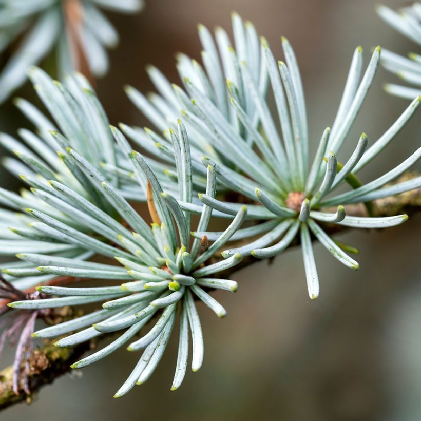 Cedrus atlantica em sementes (Folhagem)
