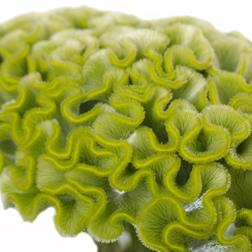 Crista-de-galo Act Verda em sementes (Floração)