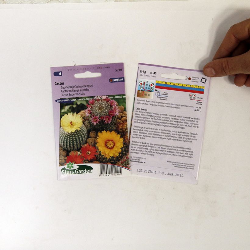 Exemplo de amostra de Cactus em sementes o saco de 150 sementes aproximadamente (0,1g) tal como entregue