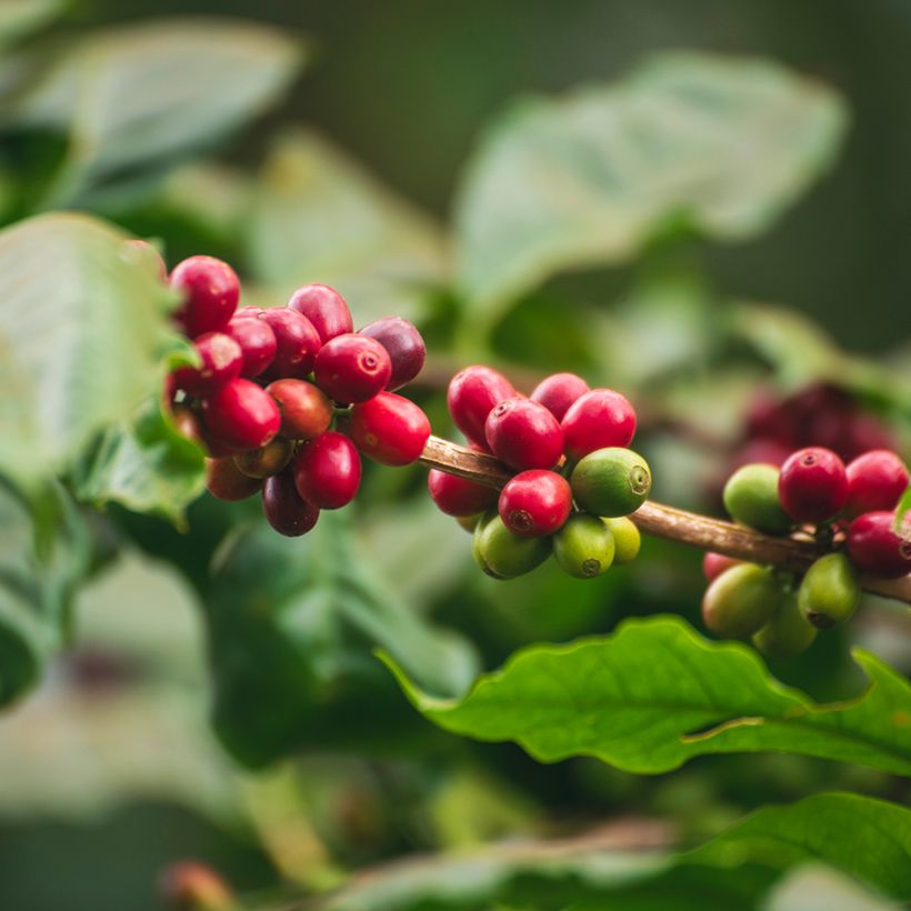 Coffea arabica em sementes (Colheita)