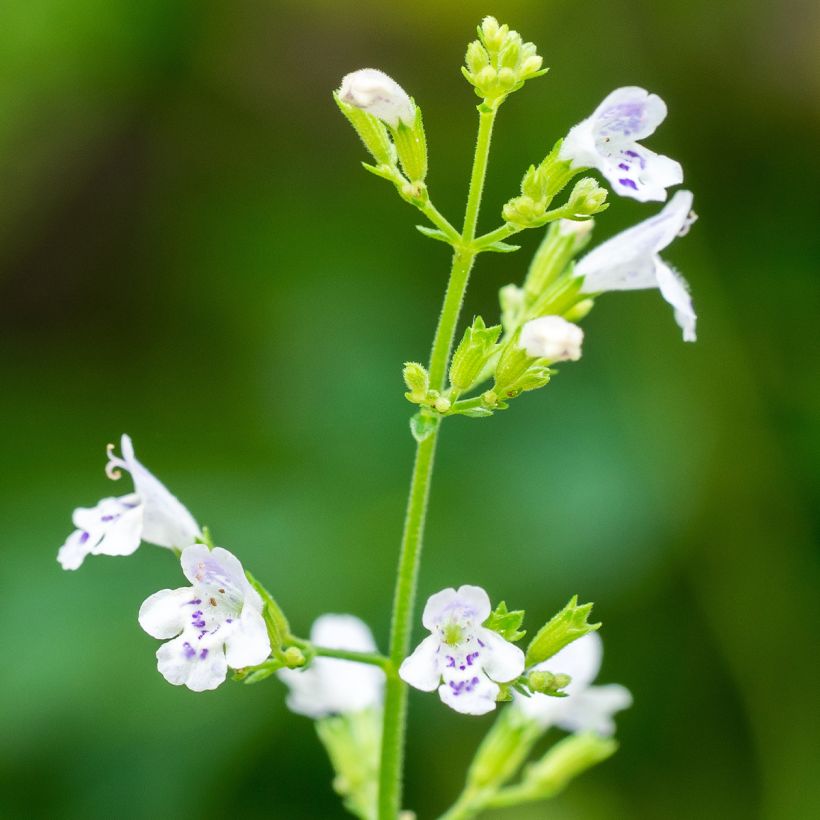 Calamintha nepeta em sementes (Floração)