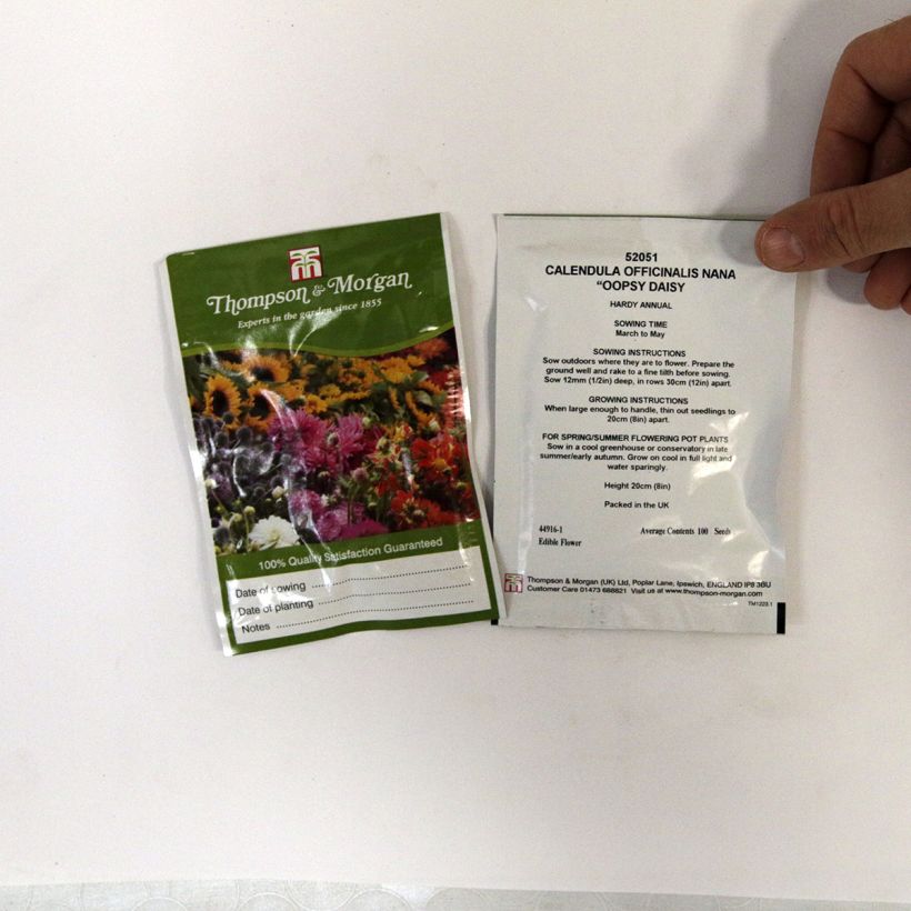 Exemplo de amostra de Graines de Calendula officinalis Oopsy Daisy - Souci des Jardins nain per pack of 100 seeds tal como entregue