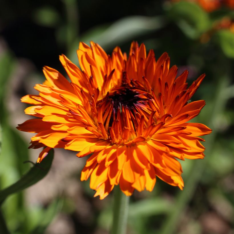 Calêndula officinalis Néon em sementes (Floração)