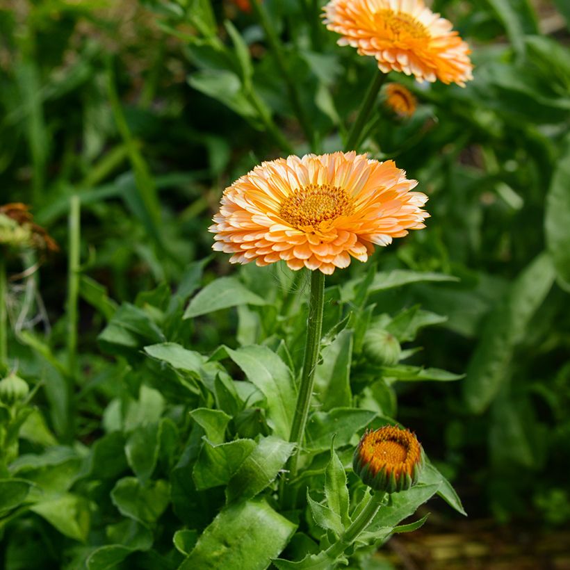 Calêndula officinalis Pink Surprise em sementes (Floração)