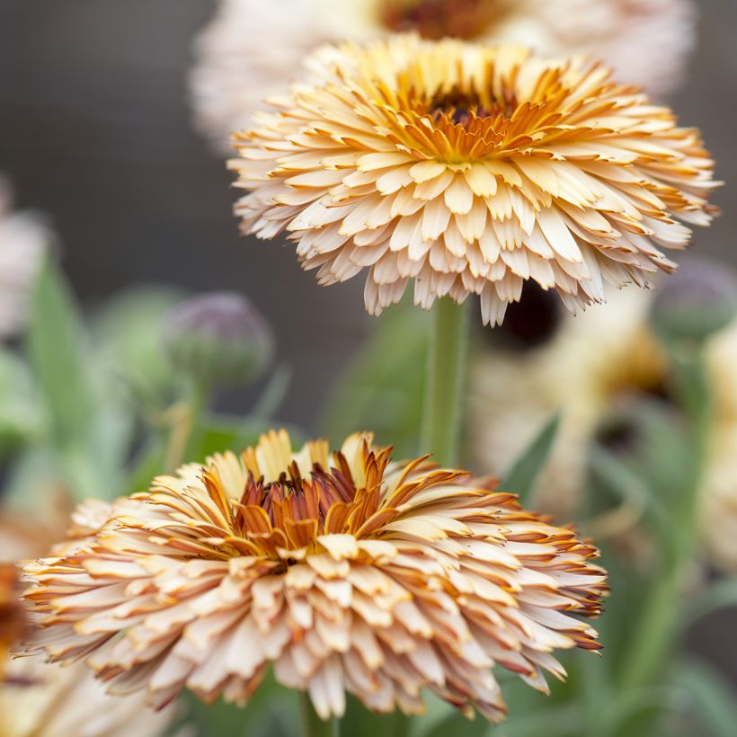 Calêndula officinalis Pygmy Buff em sementes (Floração)