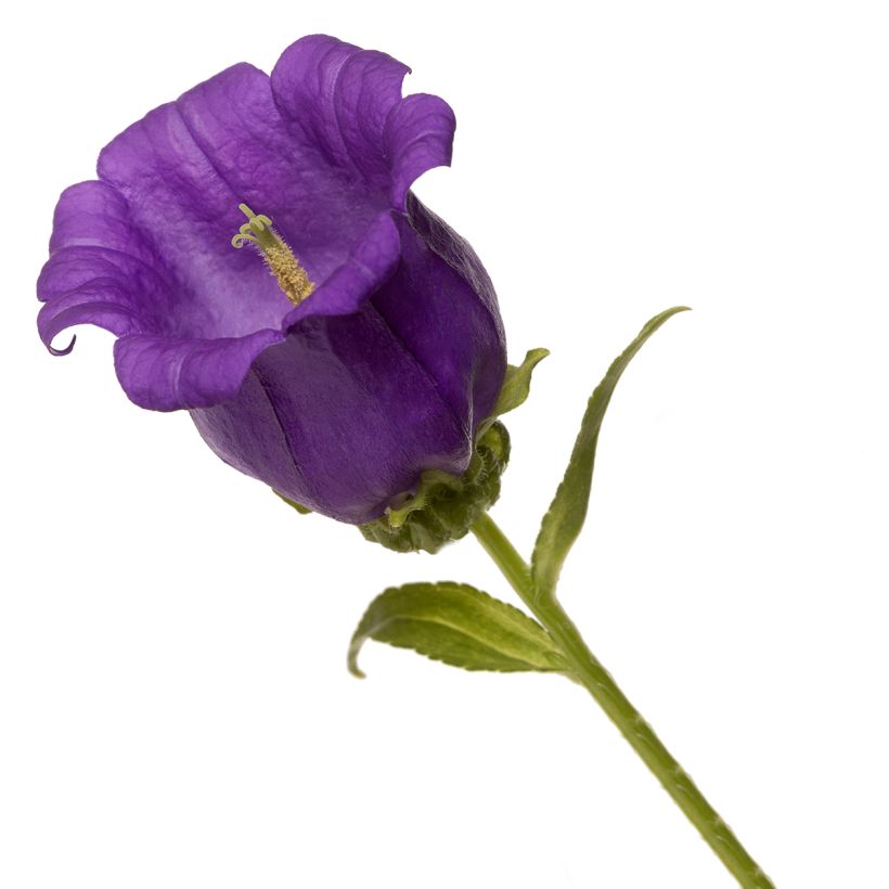 Sementes de Campânula média F1 Big Ben Deep Blue (sementes revestidas) (Floração)