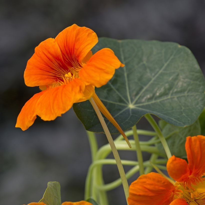 Capuchinha Baby Orange em sementes - Tropaeolum minus (Floração)