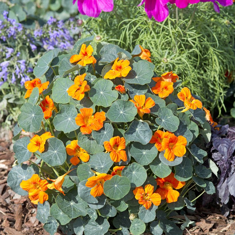 Capuchinha Baby Orange em sementes - Tropaeolum minus (Hábito)