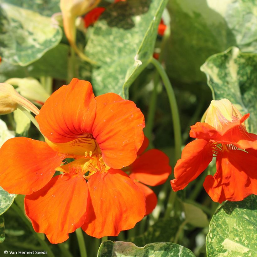 Capuchinha Orange Troika em sementes (Floração)