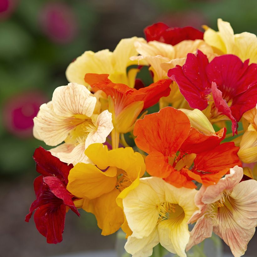 Capuchinha Tip Top Formula Mixture em sementes (Floração)