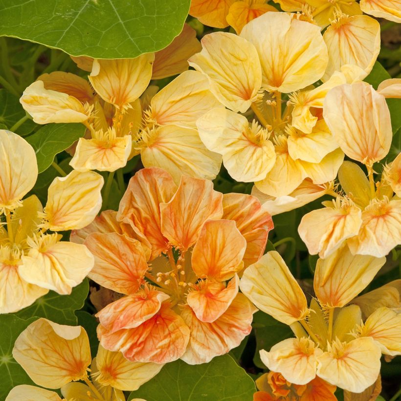 Capuchinha Whirlybird Apricot em sementes (Floração)