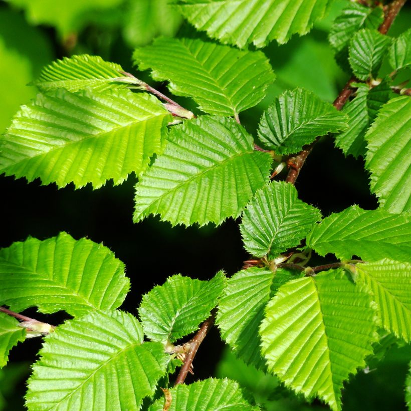 Carpinus betulus em sementes (Folhagem)