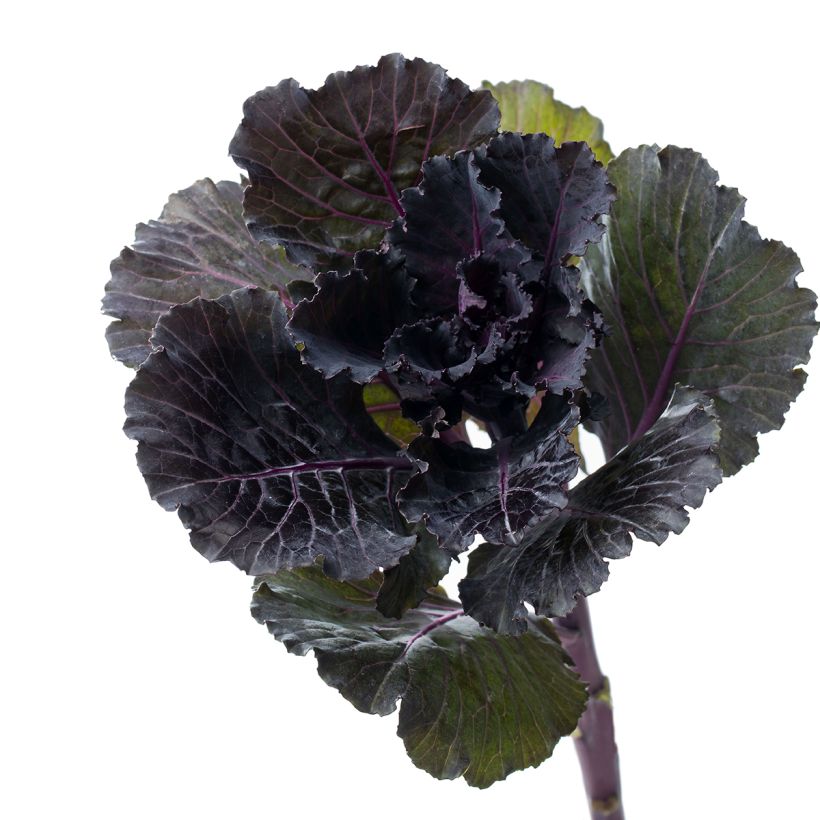 Brassica oleracea Black Leaf em sementes (Colheita)