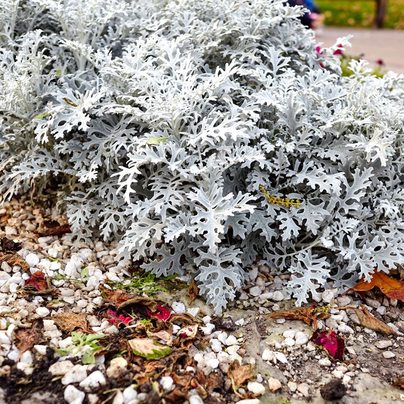 Senecio cineraria Silver Dust em sementes (Hábito)