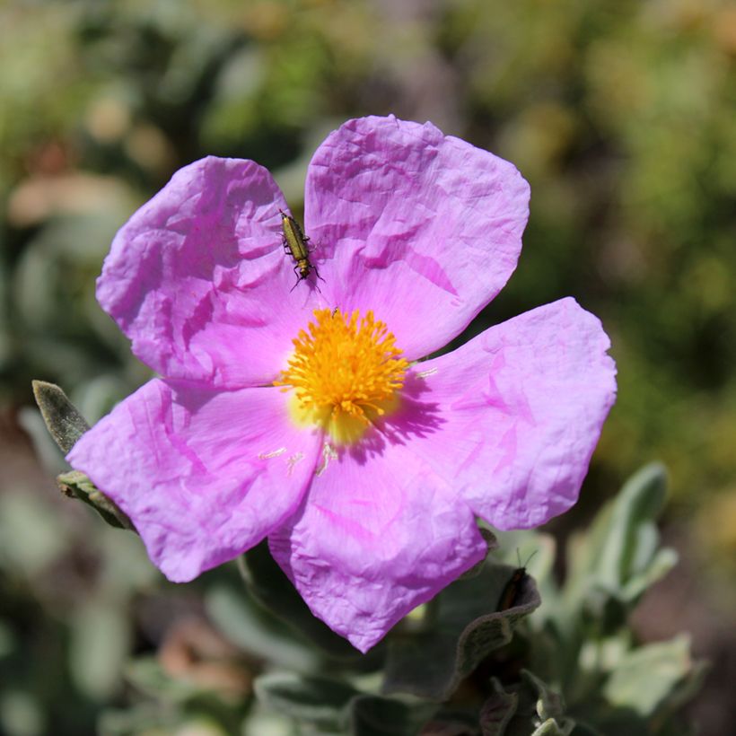 Sementes de Cistus albidus (Floração)