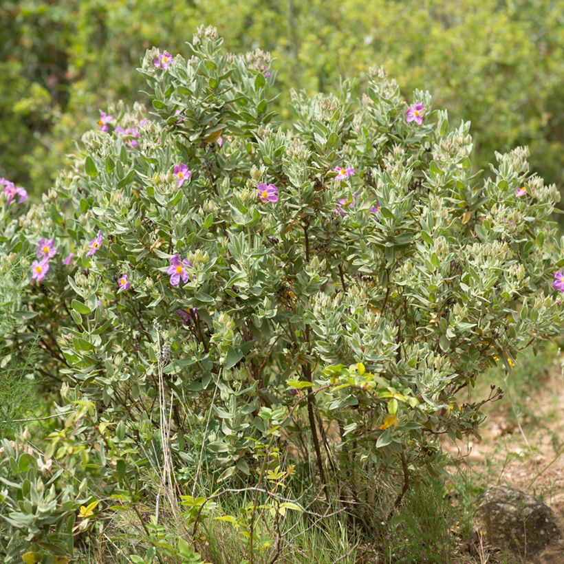 Sementes de Cistus albidus (Hábito)