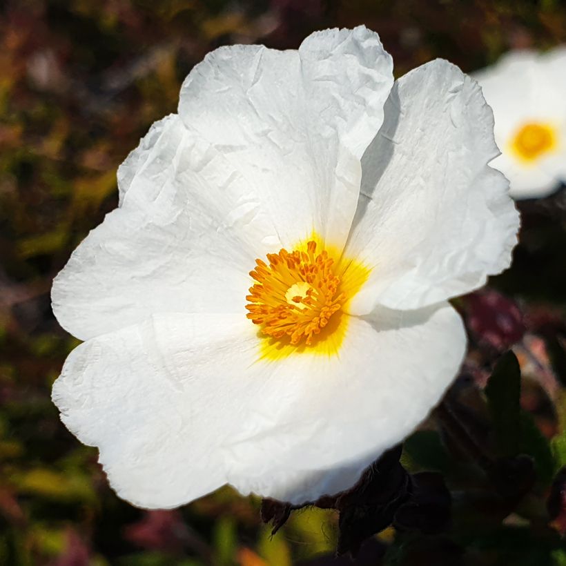 Sementes de Cistus de Folha de Louro (Floração)