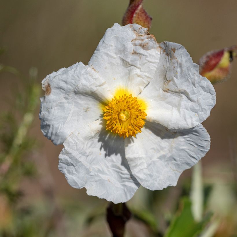 Sementes de Cistus de Montpellier (Floração)