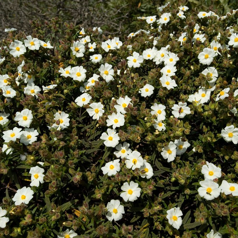 Sementes de Cistus de Montpellier (Hábito)
