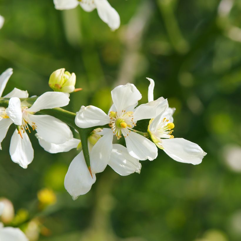 Poncirus trifoliata em sementes (Floração)