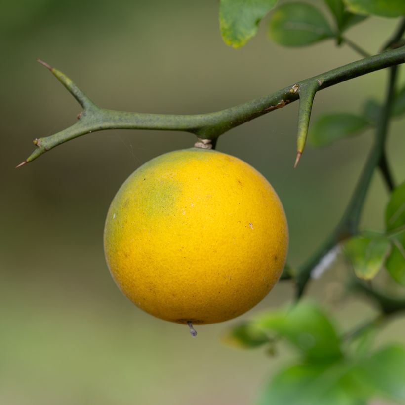 Poncirus trifoliata em sementes (Colheita)