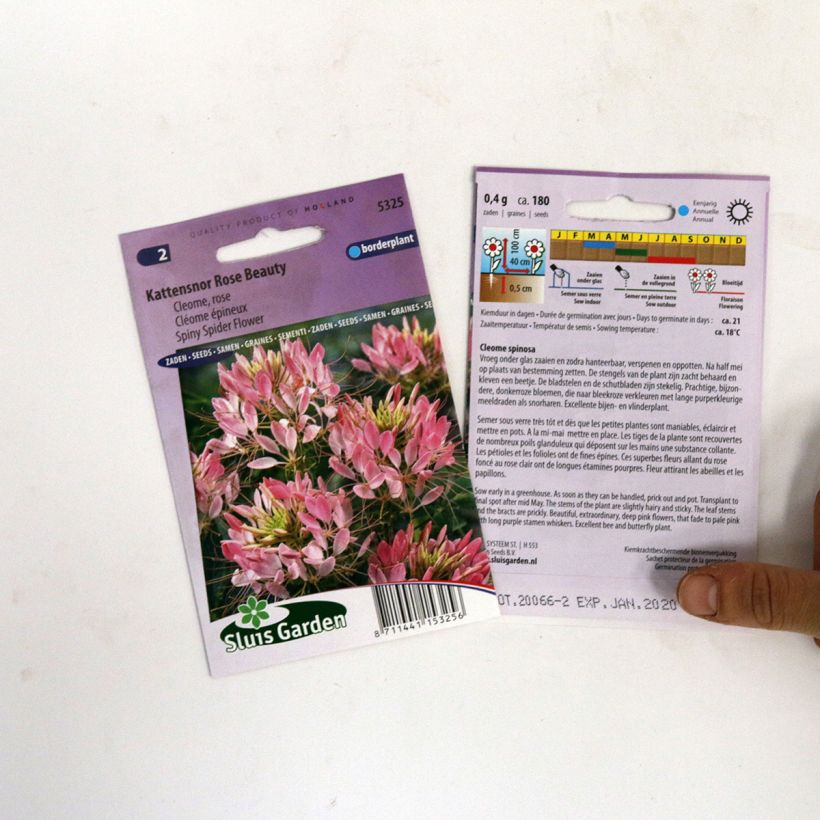 Exemplo de amostra de Graines de Cléome épineux Rose Beauty - Cleome spinosa die Tüte mit 180 Samen tal como entregue