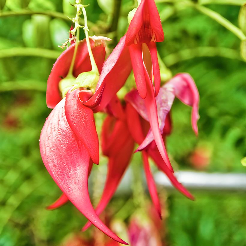 Clianthus puniceus em sementes (Floração)
