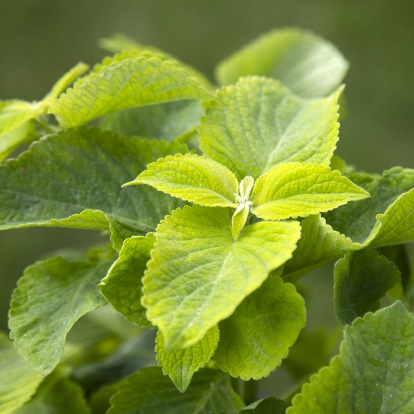 Cóleo Mezmerize® Bright Green em sementes (Folhagem)