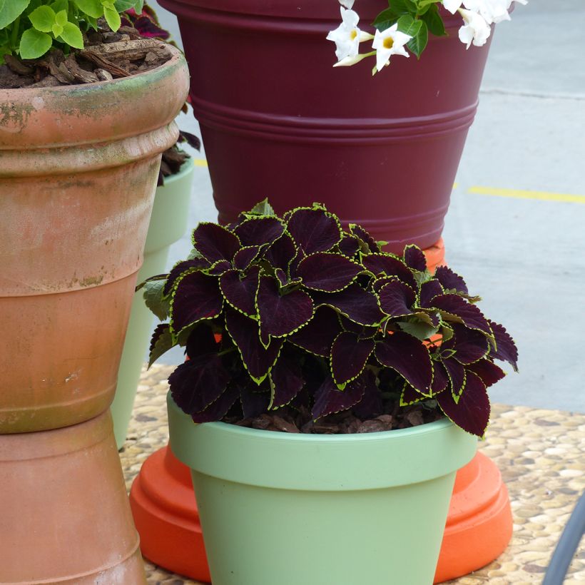 Cóleo Mezmerize® Chocolate Lime Edge em sementes - Solenostemon scutellaroides (Hábito)