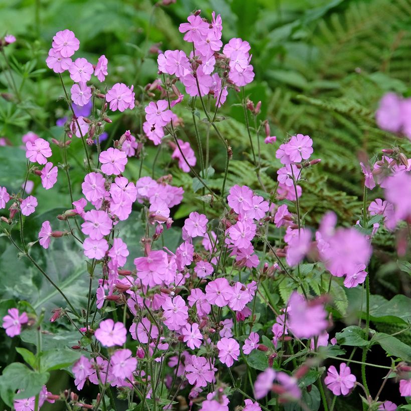Silene dioica, Silene latifolia Alba em sementes (Hábito)