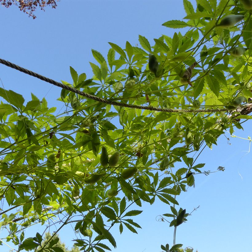 Cyclanthera pedata em sementes (Hábito)