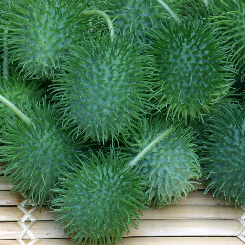 Maxixe em sementes - Cucumis anguria (Colheita)