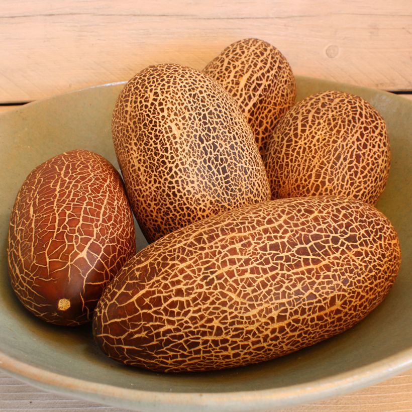Pepino Sikkim sementes (Colheita)