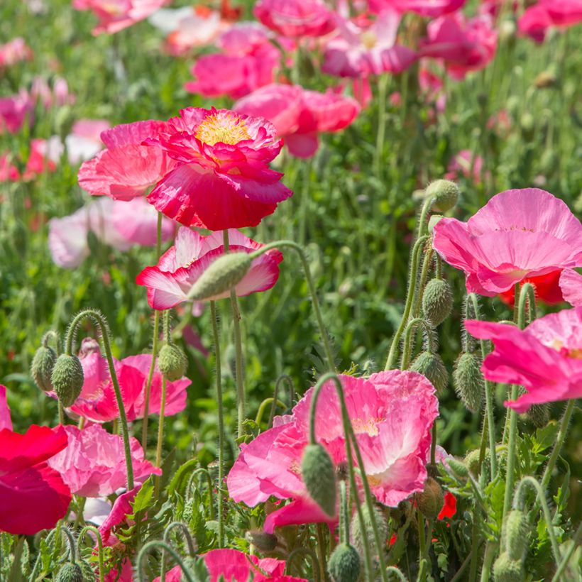 Papaver rhoeas Falling in Love em sementes (Hábito)