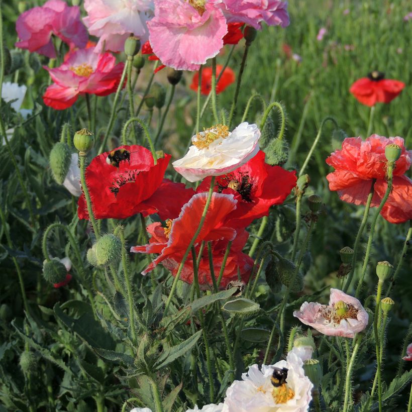 Papaver rhoeas Shirley Mix Bio em sementes (Floração)